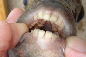scary teeth of Testical eating fish